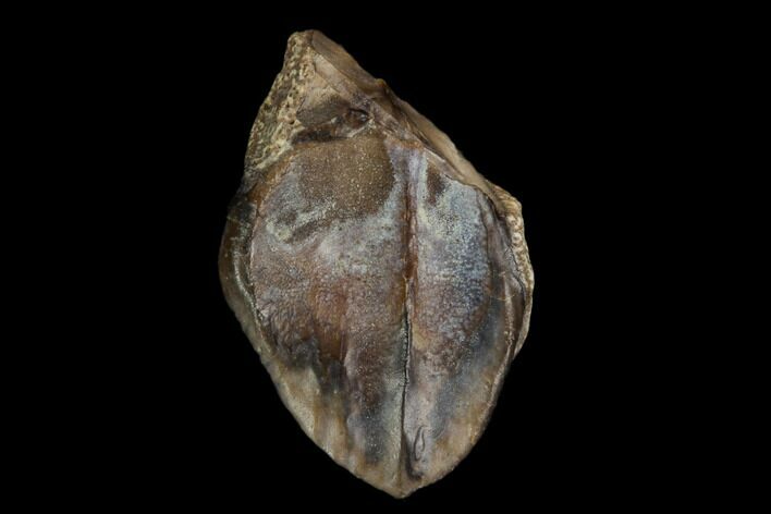 Ceratopsian Dinosaur Tooth - Judith River Formation #128526